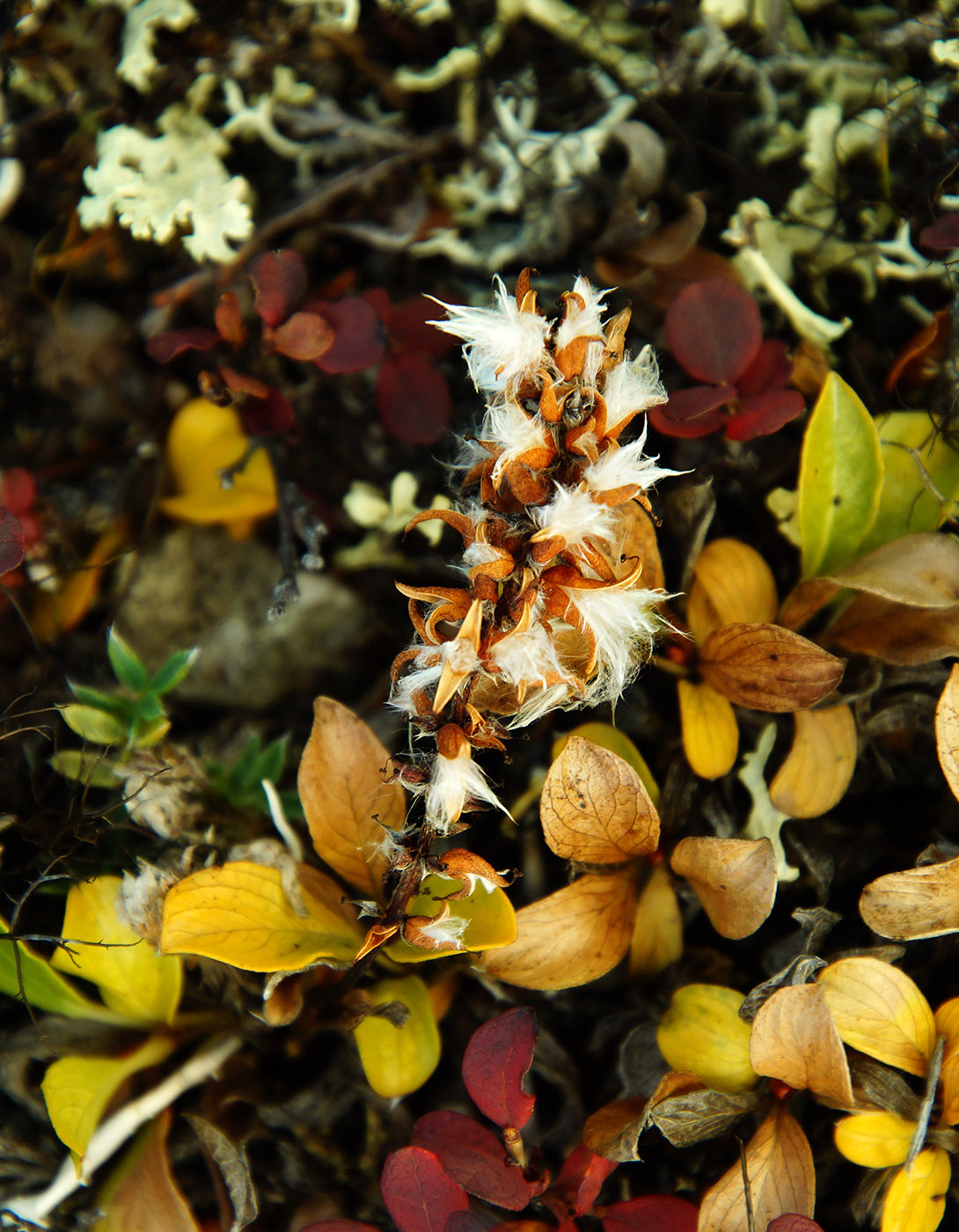 Image of Salix phlebophylla specimen.