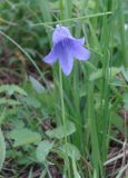 Campanula turczaninovii