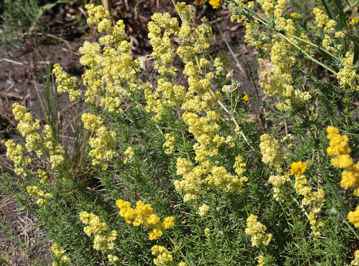 Изображение особи Galium &times; pomeranicum.