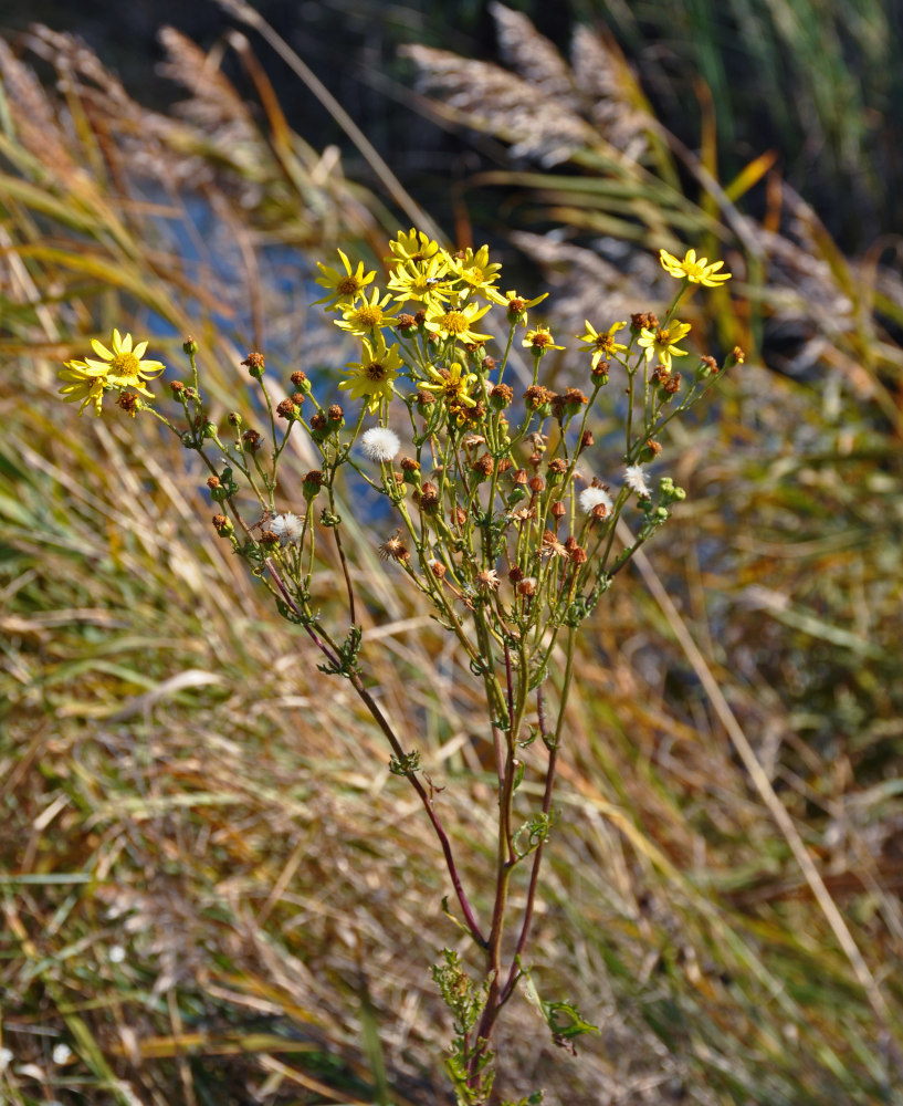 Изображение особи Senecio jacobaea.