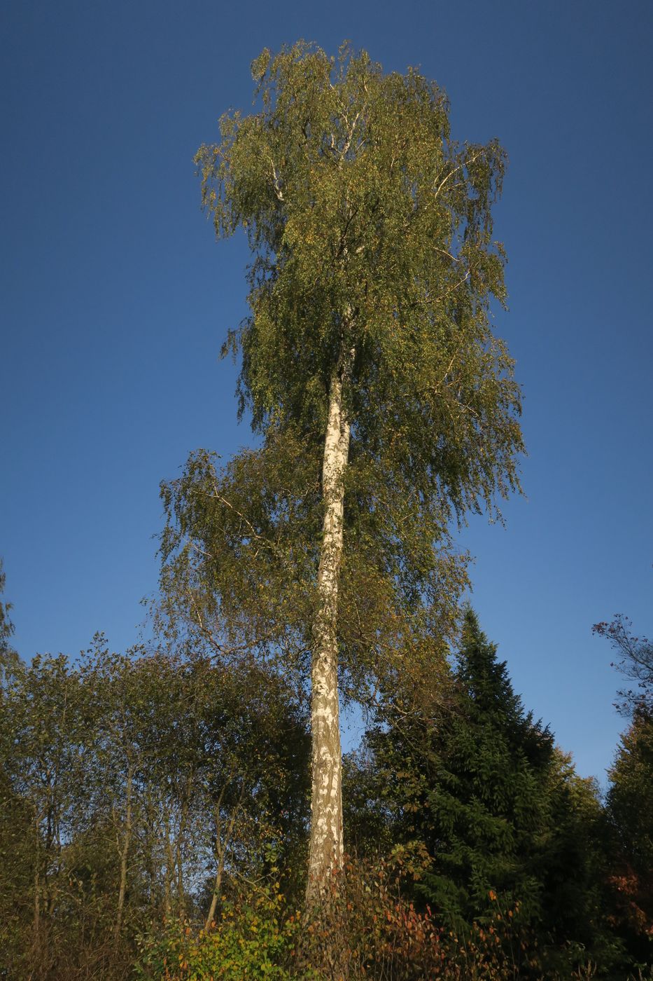 Image of Betula pendula specimen.