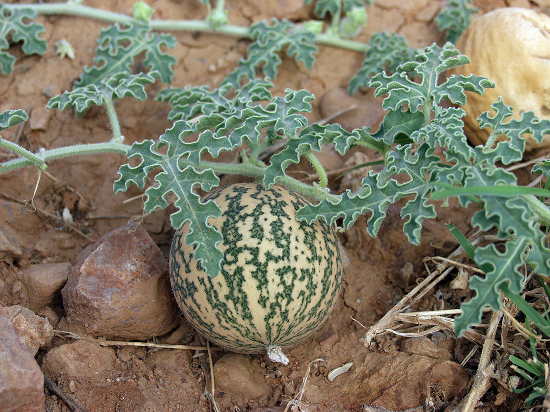 Image of Citrullus colocynthis specimen.