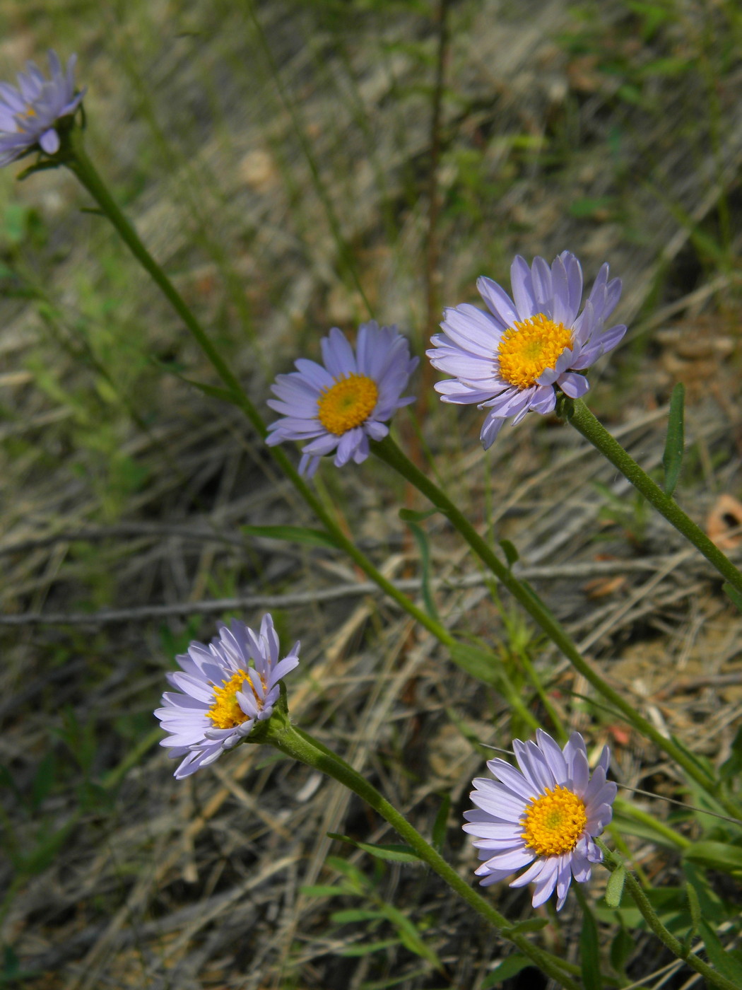 Image of Aster alpinus specimen.