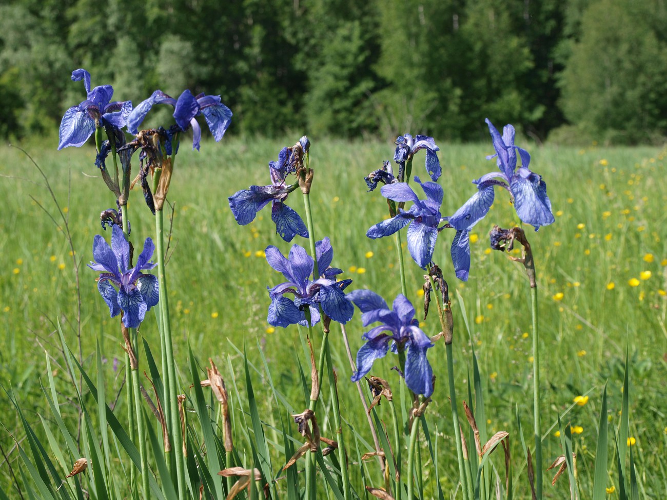 Изображение особи Iris sibirica.