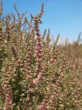 Salsola tragus