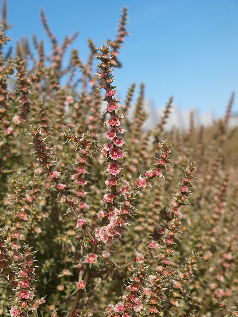 Изображение особи Salsola tragus.