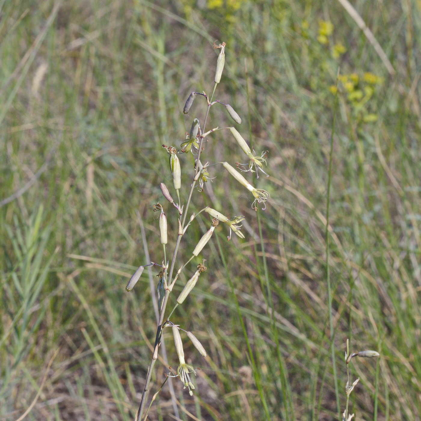 Image of Silene chlorantha specimen.