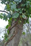 Hedera pastuchovii