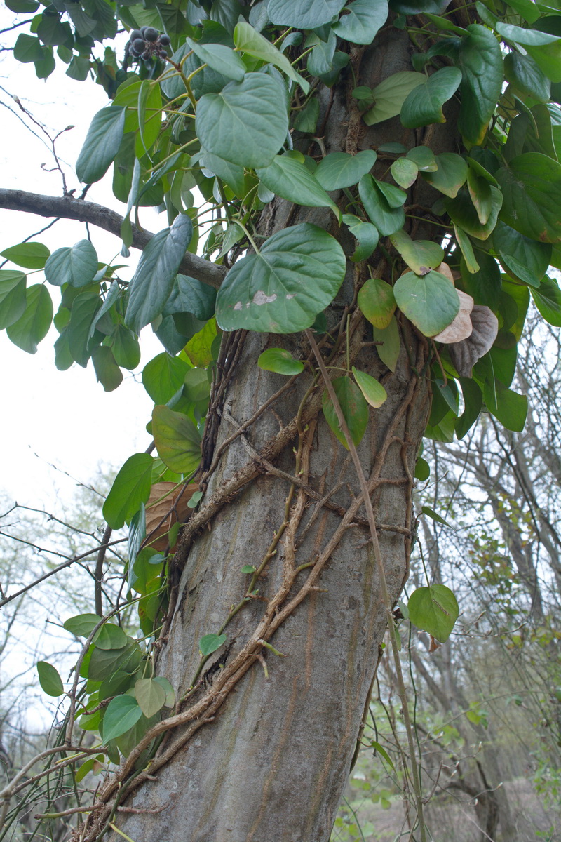 Изображение особи Hedera pastuchovii.