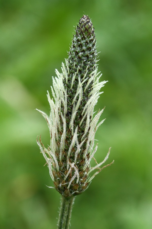 Изображение особи Plantago lanceolata.