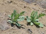 Papaver laevigatum