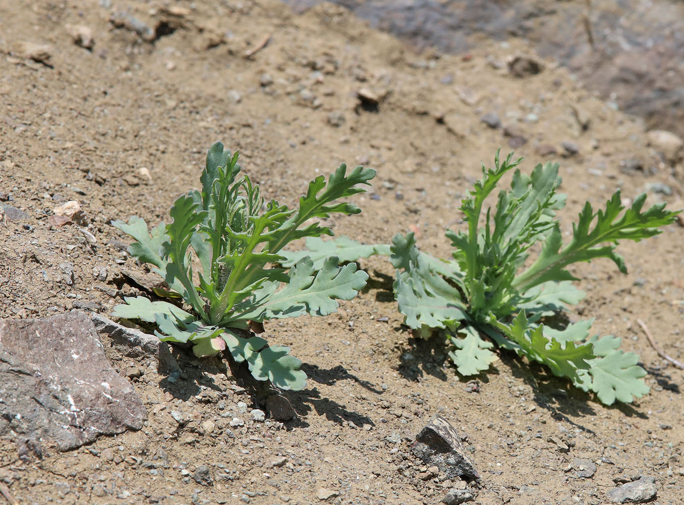 Image of Papaver laevigatum specimen.