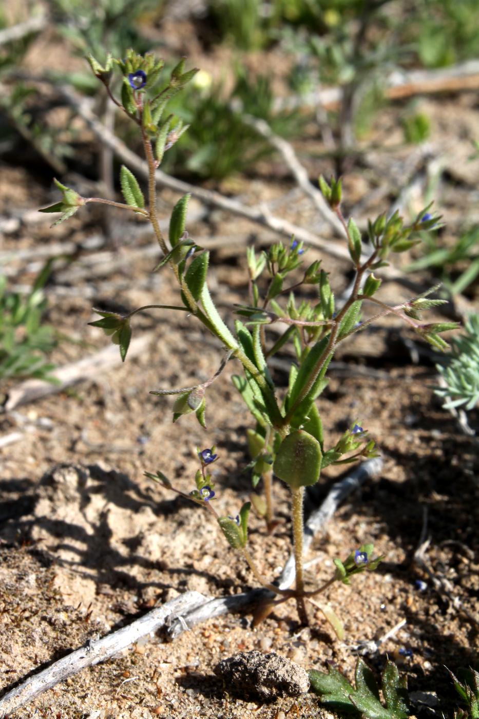 Image of Veronica campylopoda specimen.