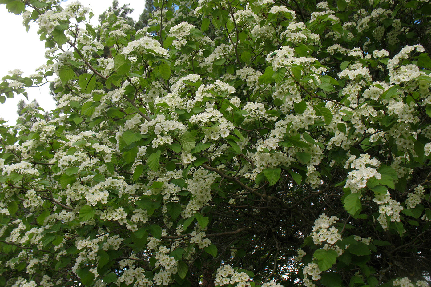 Image of Crataegus submollis specimen.