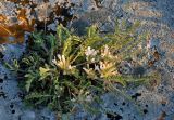 Astragalus rupifragus. Цветущее растение (слева видны побеги Potentilla). Крым, Караларский природный парк, бухта Шелковица, на скале. 07.05.2021.