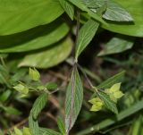 Calceolaria engleriana. Верхушка веточки с созревающими плодами. Перу, регион Куско, провинция Урубамба, обочина дороги к археологическому комплексу. 16.10.2019.