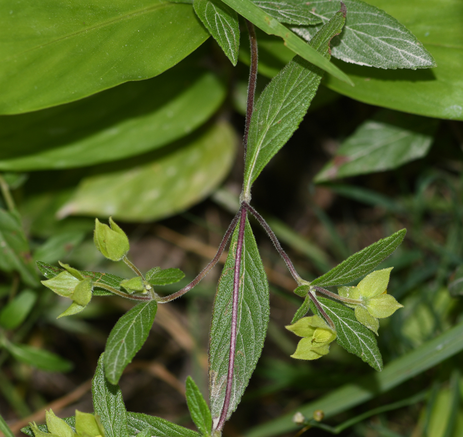 Image of Calceolaria engleriana specimen.