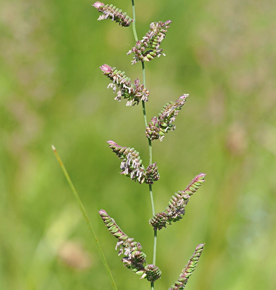 Image of Beckmannia eruciformis specimen.