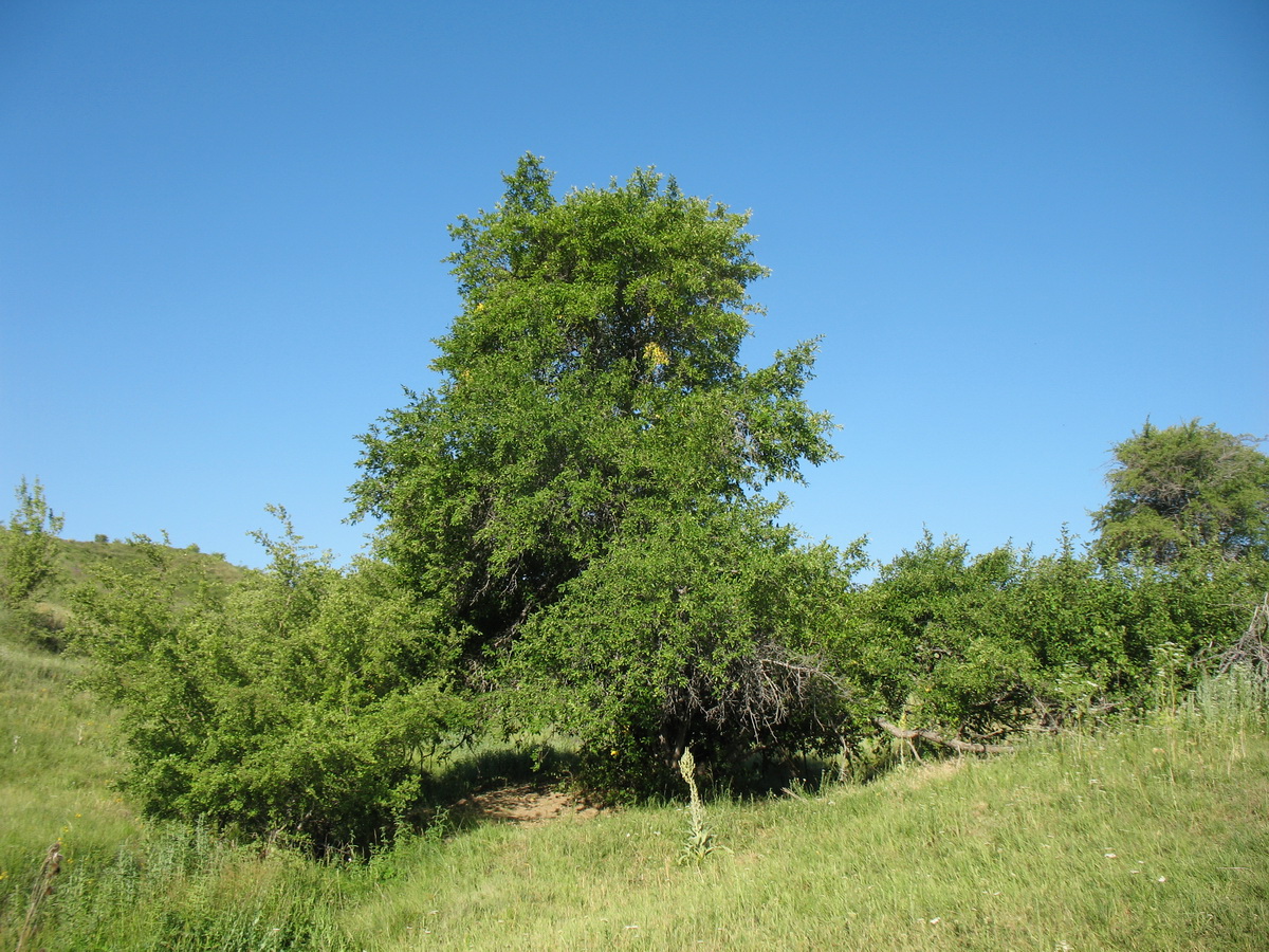 Изображение особи Malus sieversii.