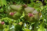 Lonicera dioica