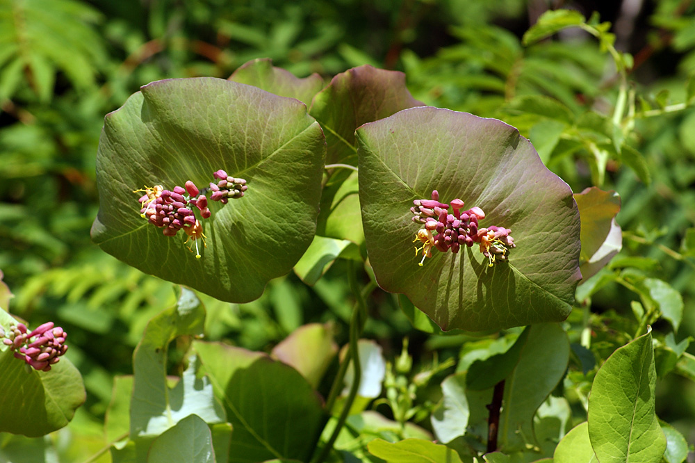 Изображение особи Lonicera dioica.