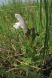 Pedicularis sylvatica. Верхушка цветущего побега. Нидерланды, провинция Drenthe, национальный парк Drentsche Aa, заказник Eexterveld, вересковая пустошь. 31 мая 2008 г.