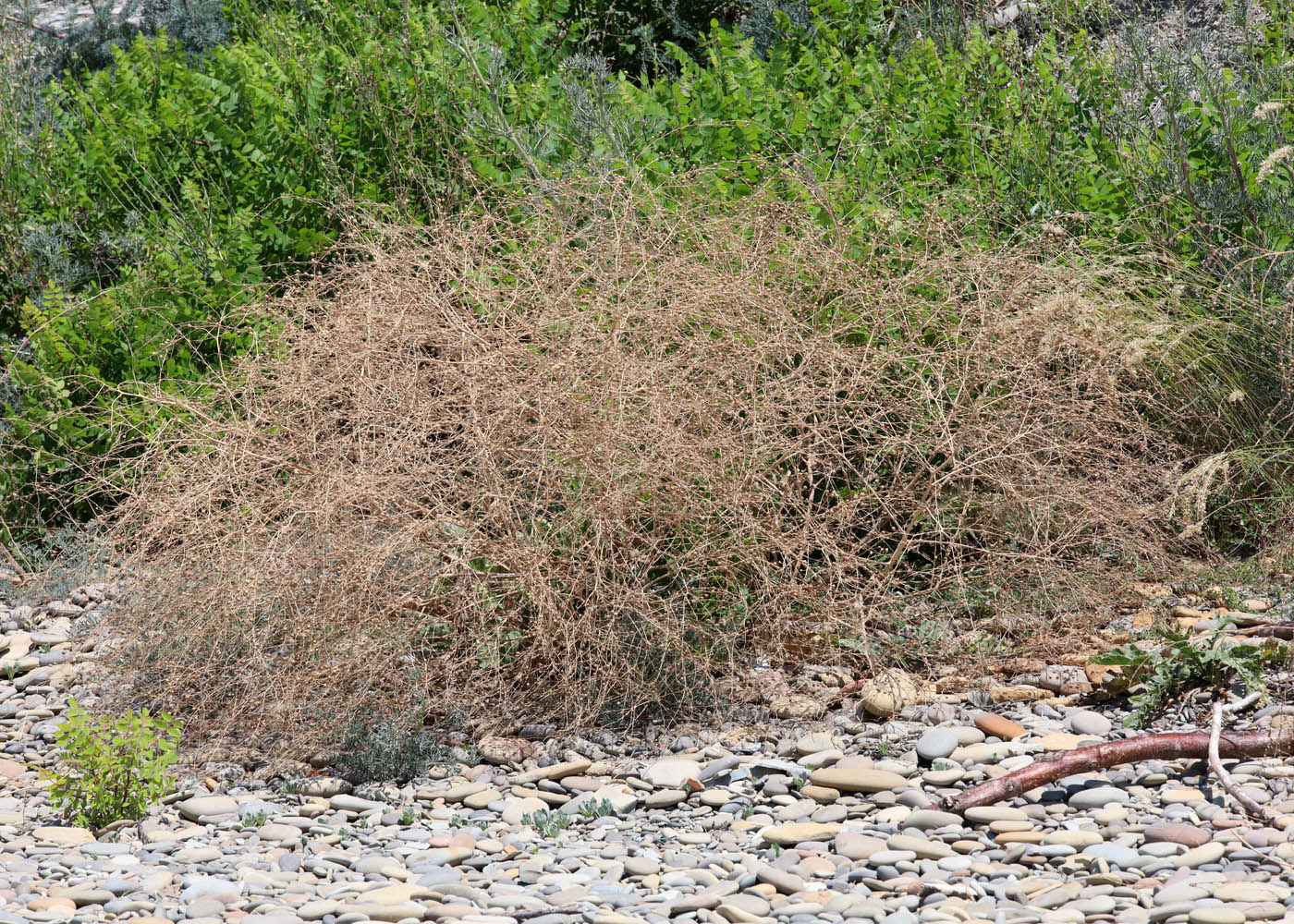 Image of Crambe &times; tchalenkoae specimen.