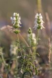 Stachys atherocalyx