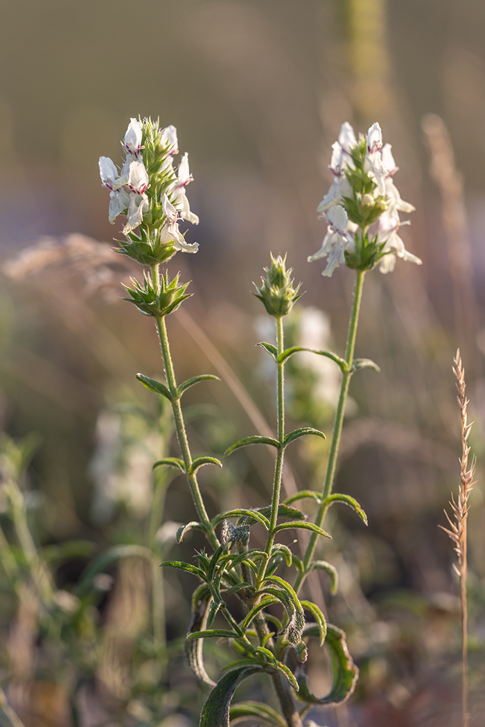 Image of Stachys atherocalyx specimen.