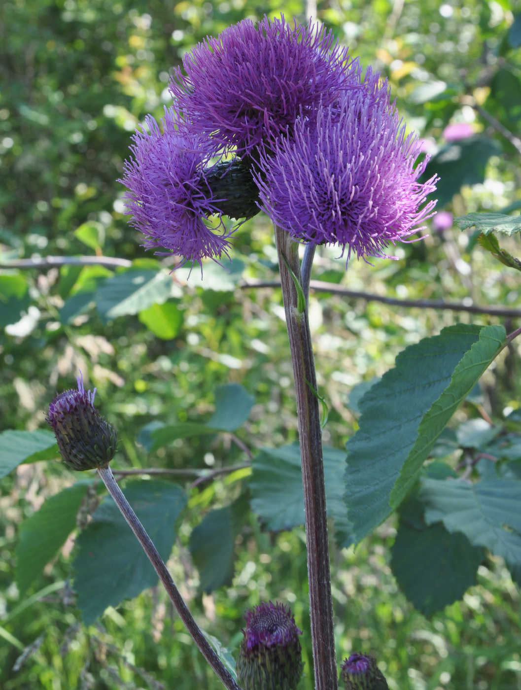 Изображение особи род Cirsium.