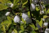 Halesia carolina