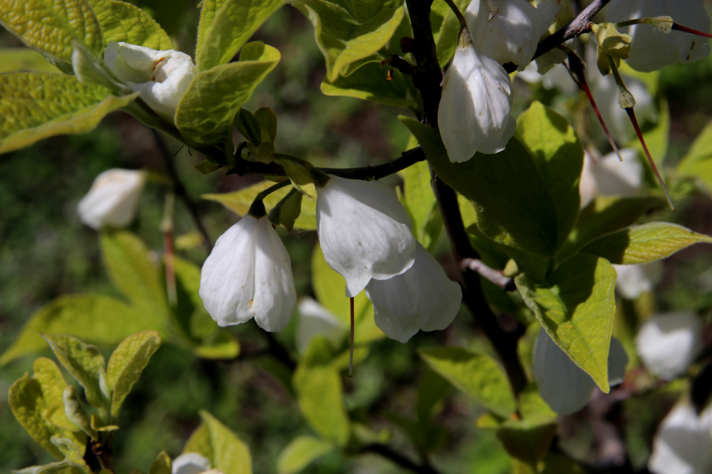 Изображение особи Halesia carolina.