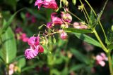 Impatiens glandulifera. Цветки и плоды. Республика Татарстан, окр. г. Набережные Челны, Белоусская часть НП «Нижняя Кама» (Челнинское лесничество), близ с/о «Прибрежный», у тростниковых зарослей близ р. Кама. 16.08.2021.