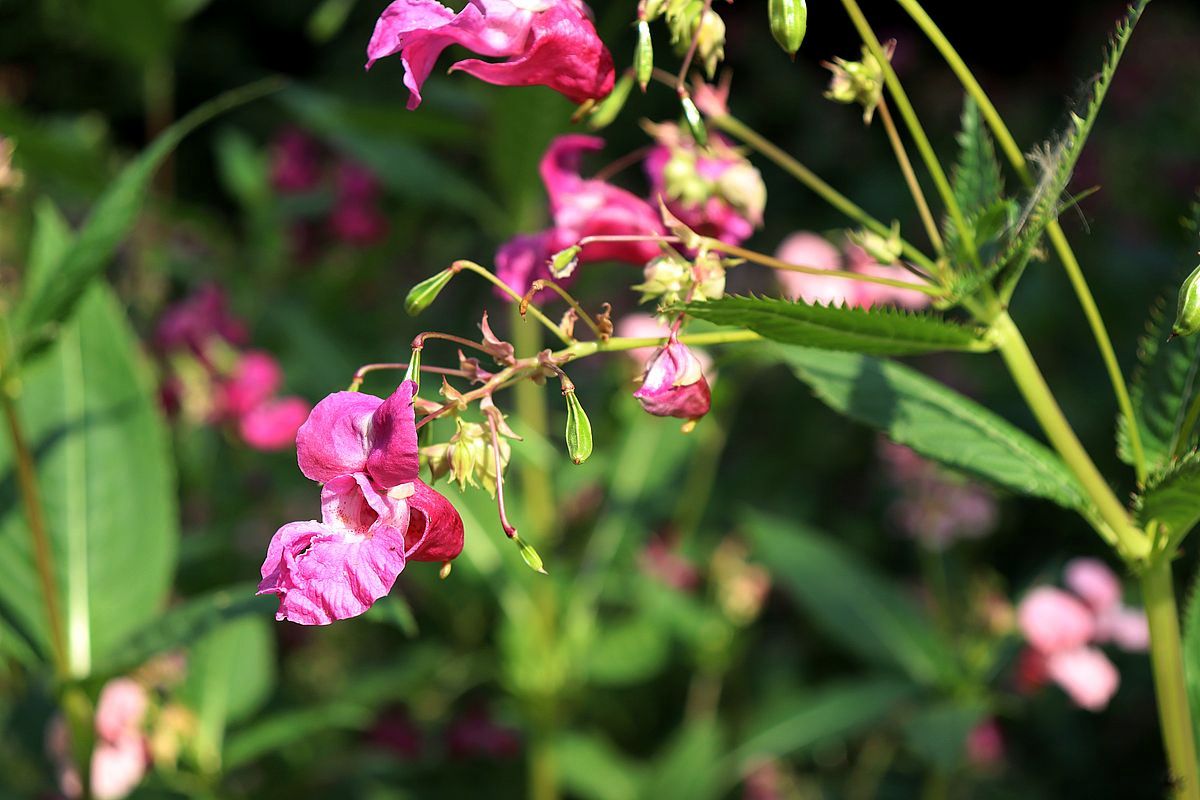 Image of Impatiens glandulifera specimen.