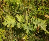 Heracleum sibiricum