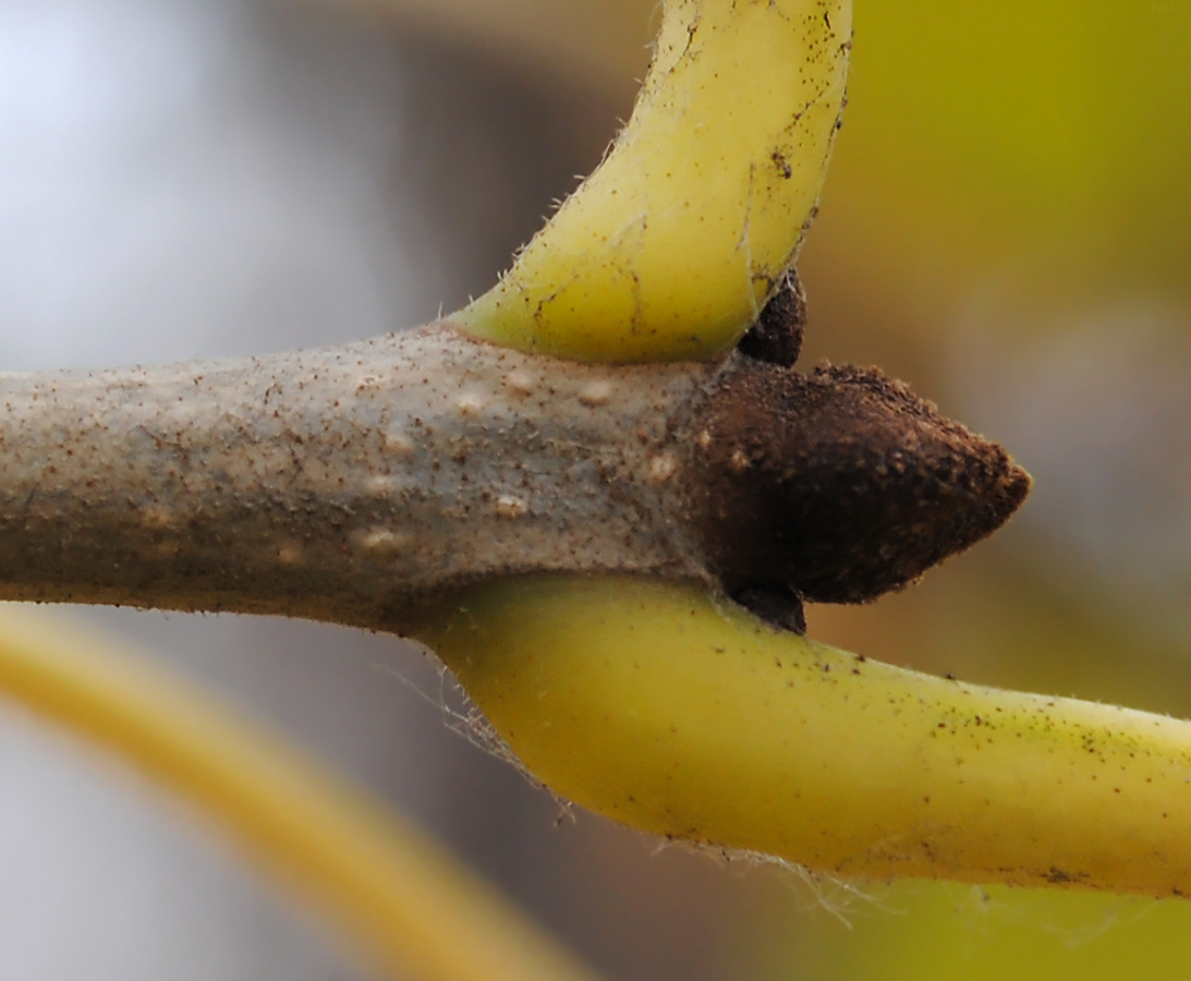 Image of Fraxinus pennsylvanica specimen.