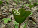 Chloranthus quadrifolius