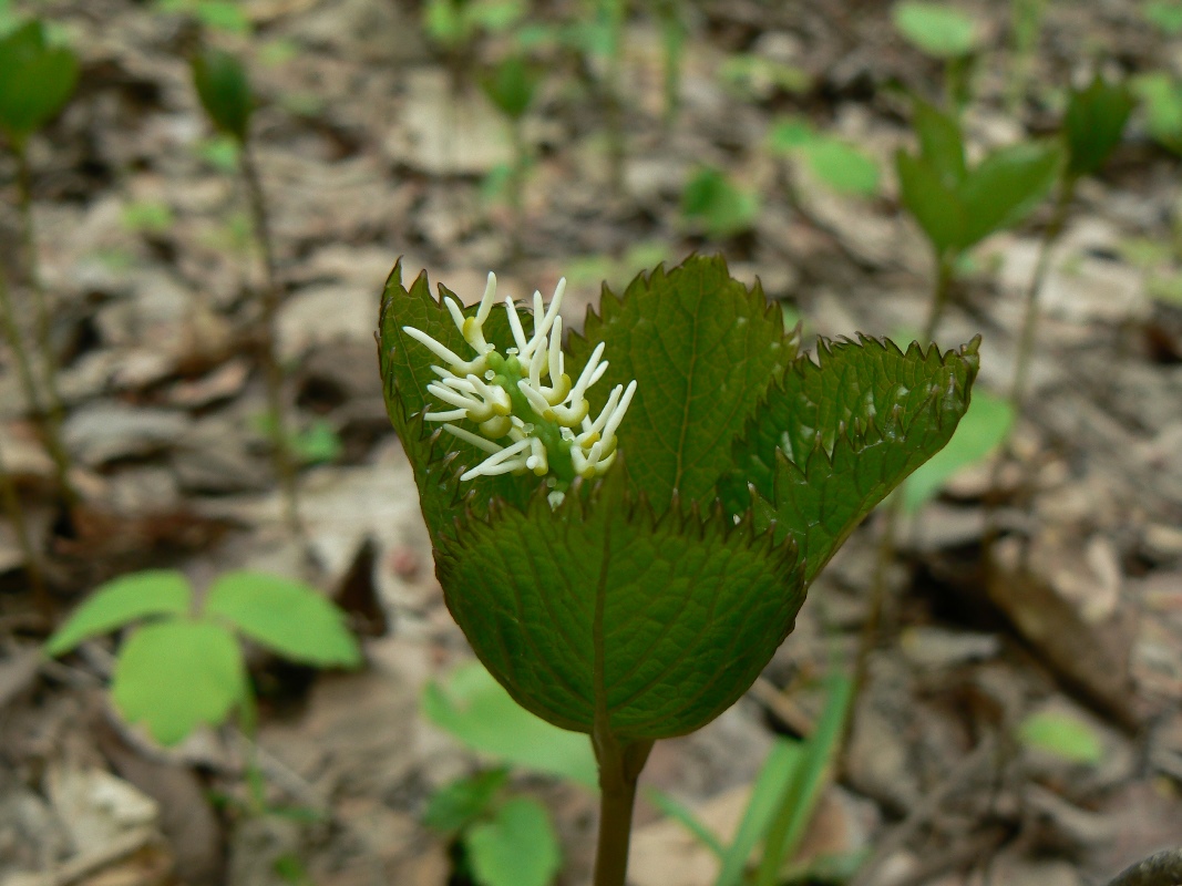 Изображение особи Chloranthus quadrifolius.