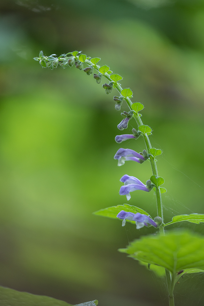 Image of Scutellaria altissima specimen.