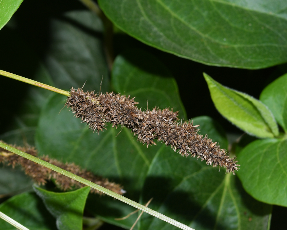 Изображение особи Carex vulpinoidea.