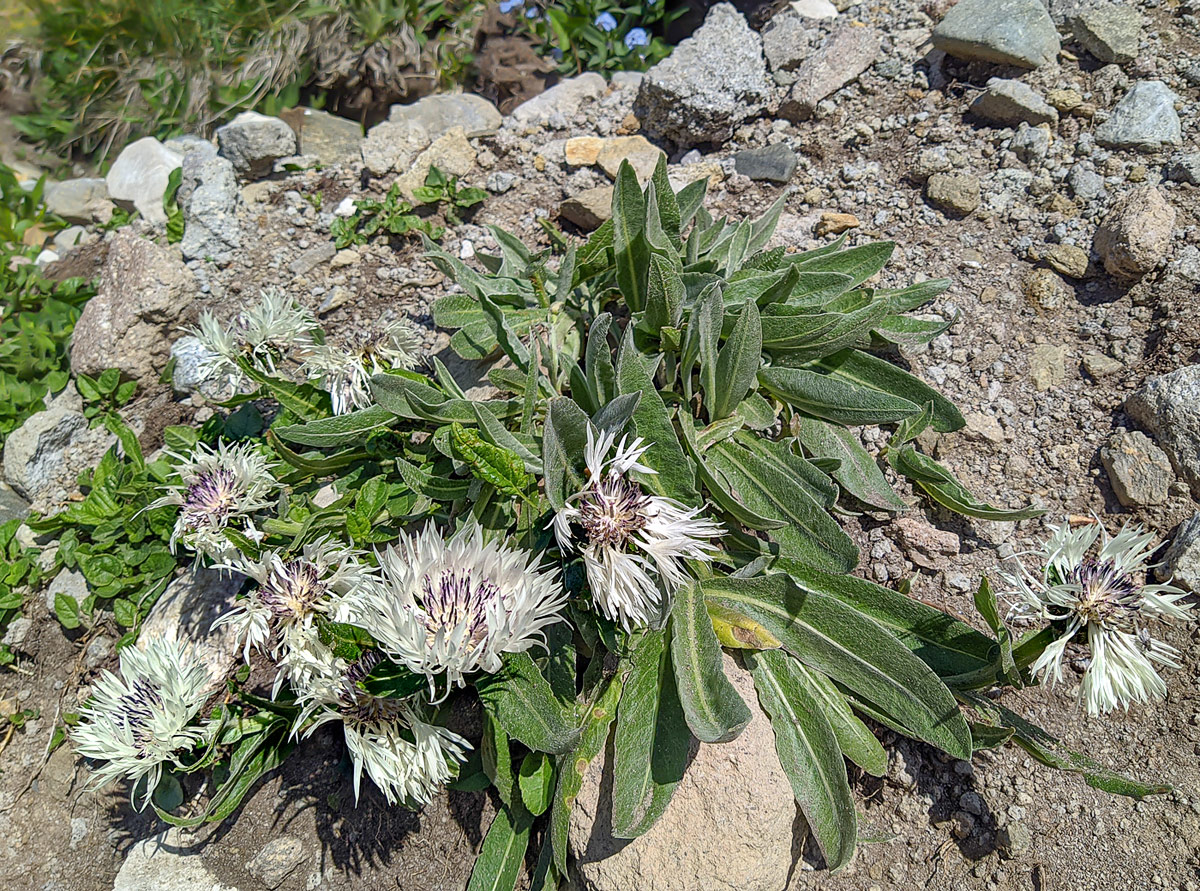 Изображение особи Centaurea cheiranthifolia.