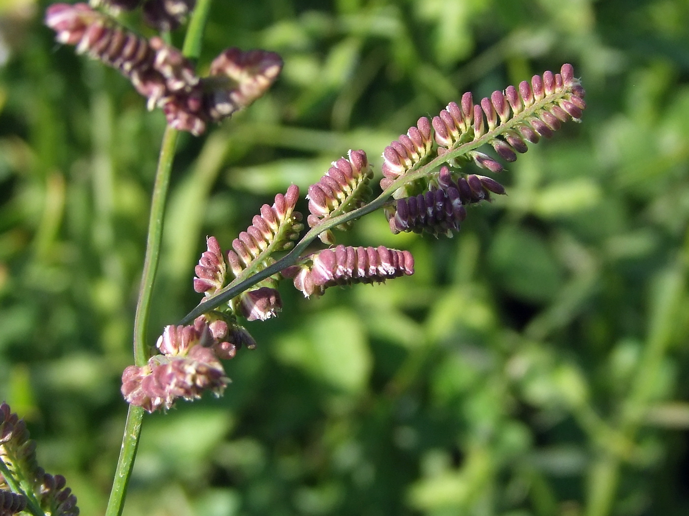 Image of Beckmannia syzigachne specimen.