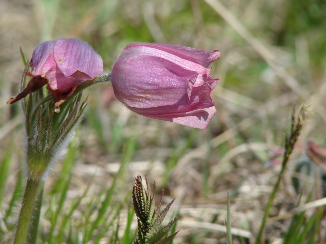 Image of Pulsatilla orientali-sibirica specimen.