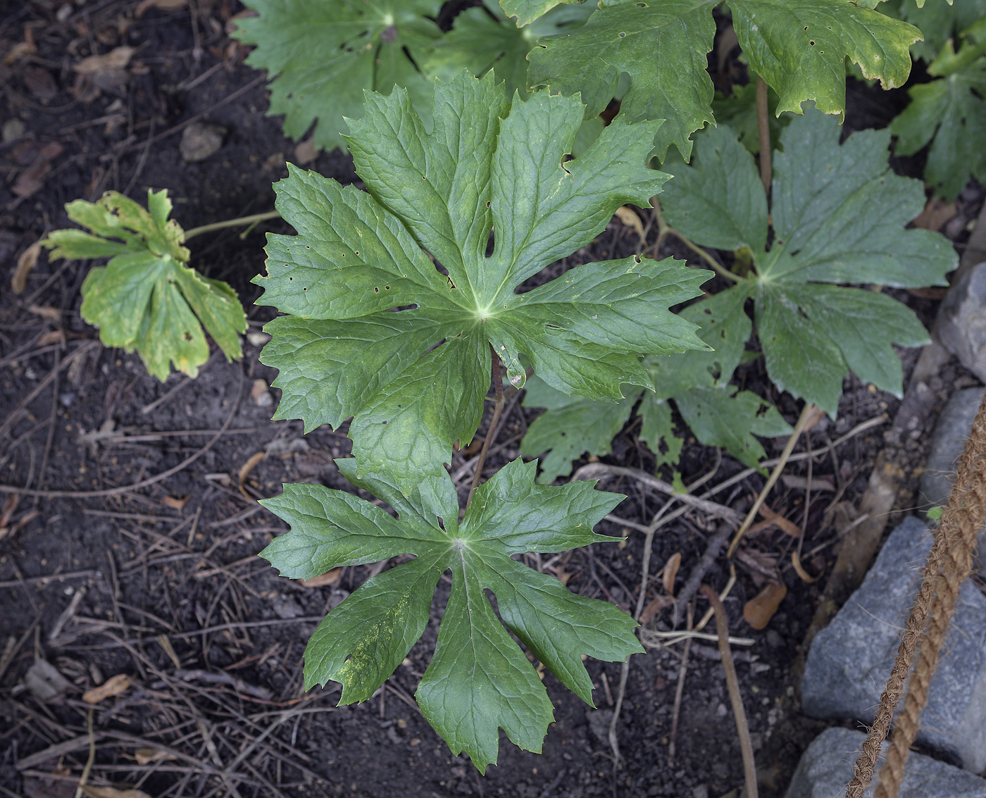 Image of Podophyllum peltatum specimen.