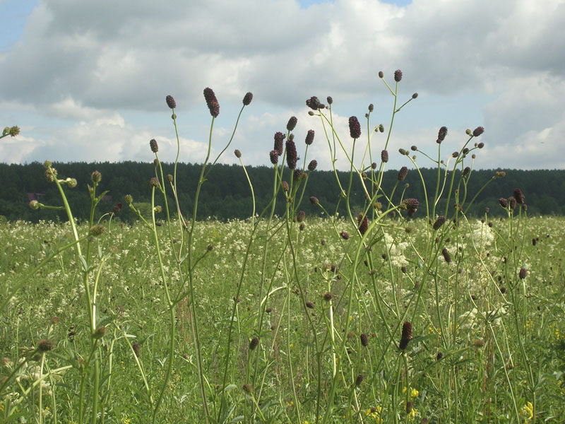 Image of Sanguisorba officinalis specimen.