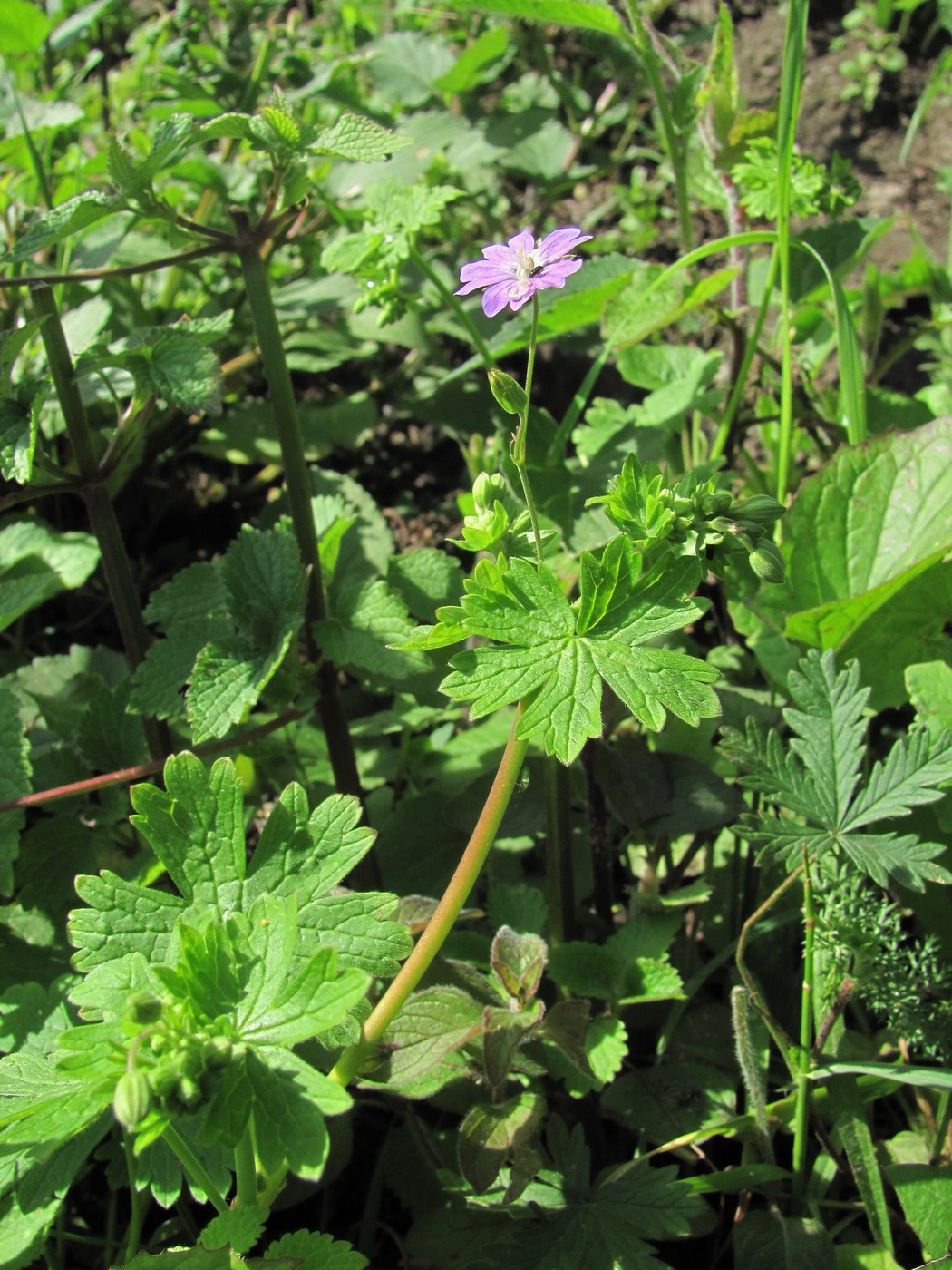 Изображение особи Geranium depilatum.