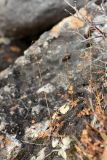 Thalictrum alpinum