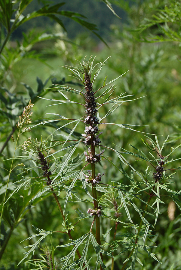 Изображение особи Leonurus glaucescens.