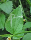 Galinsoga parviflora. Лист с миной. Северная Осетия, Пригородный р-н, окр. с. Михайловское, нарушенное место на краю поля. 17.06.2021.