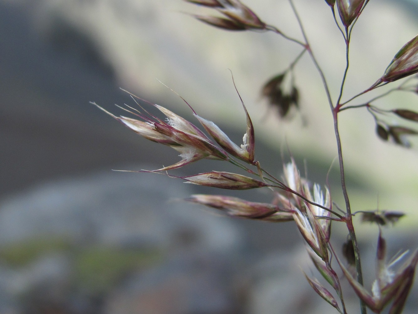 Image of familia Poaceae specimen.